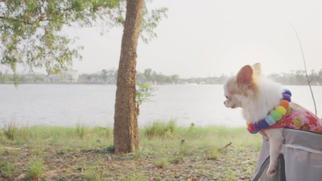 Close up tracking shot cute chihuahua dog in pet stroller  in a city park 