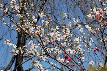京都ぶらり、鷹峯あたりで源平梅