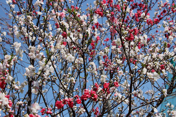 京都ぶらり、鷹峯あたりで源平梅