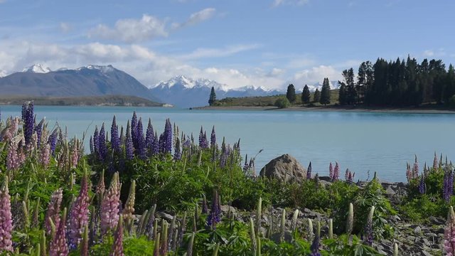 A calm Lake Tekapo in the Mackenzie Basin, Canterbury, New Zealand. Pink and purple flowering lupins in the foreground, and the snow-capped Southern Alps in the background.