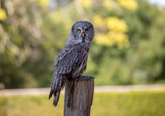 Great grey owl (Strix nebulosa). Night birds of prey