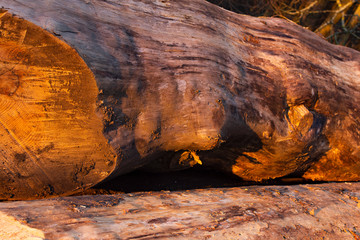 Sawn trees are stacked on the ground. Sawn trees are lit by the setting sun.