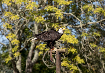 An American Bald Eagle - Haliaeetus leucocephalus