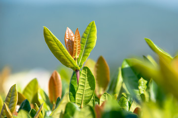 The leaves of the needle that are newly released