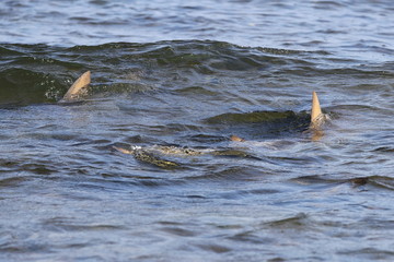 fins of sharks that are swimming in the in the surf zone 