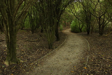 Hiking track to Moeraki Boulders in Otago on South Island of New Zealand