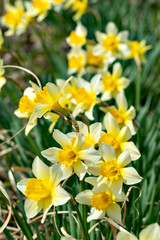 Yellow narcissuses in Japan in early spring