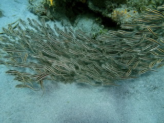 Obraz premium The amazing and mysterious underwater world of Indonesia, North Sulawesi, Manado, school of catfish