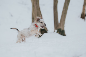 Cute little adopted mix-breed puppy having fun in the forest in winter. 