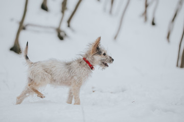 Cute little adopted mix-breed puppy having fun in the forest in winter. 