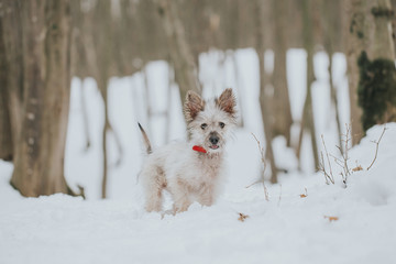 Cute little adopted mix-breed puppy having fun in the forest in winter. 