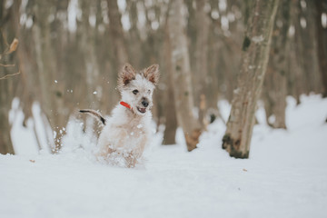 Cute little adopted mix-breed puppy having fun in the forest in winter. 