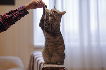 A beautiful grey cat is sitting on the sofa, playing with a feather and looking at a hostess.