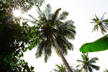Palme Zanzibar