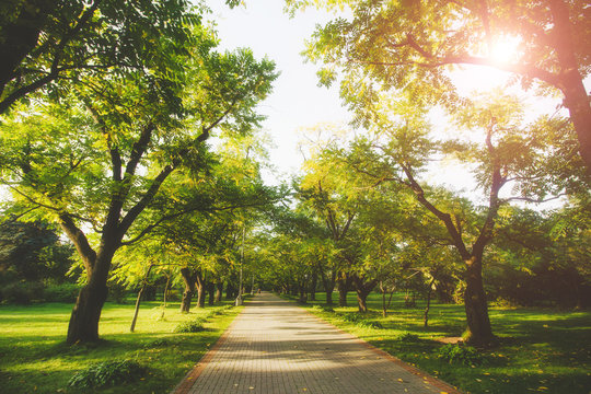 Beautiful public park on the sunshine. The shadow of the tree on a sunny day. Nature summer landscape. Selective focus and blurred background.