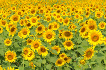 Tropical sunflower field