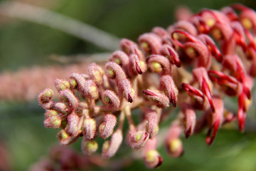 le grevillea