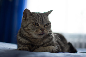 cat british bed striped paw yawning