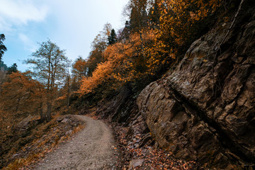 River deep in mountain forest. Nature composition.