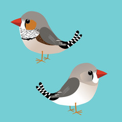  A digital illustration of a cute male and female zebra finch