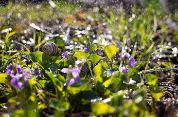 flowers in the garden