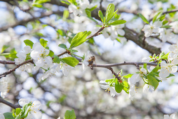 Honeybee on white flower of apple tree collecting pollen and nectar to make sweet honey with medicinal benefits..