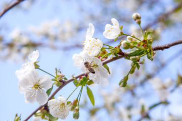 Honeybee on white flower of cherry tree collecting pollen and nectar to make sweet honey with medicinal benefits..