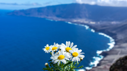Daisies, Canarian flora.  In the background the views of La Frontera from the Mirador de Los Vascos.