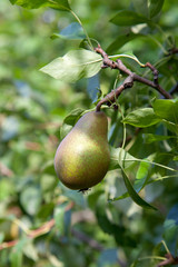 Shiny delicious pears hanging from a tree branch in the orchard..