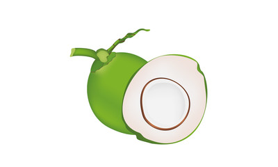 Fresh coconut and cut vector and illustration