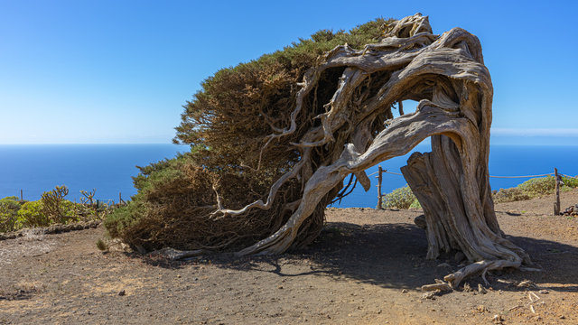 La Sabina on the island of El Hierro. Mandatory visit place on the island of El Hierro. It is a very characteristic tree of the island.