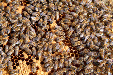 Working bees in a hive on honeycomb. Bees inside hive with sealed and open cells for their young..