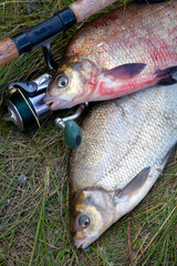 Two big freshwater common bream fish and fishing rod with reel on natural background..