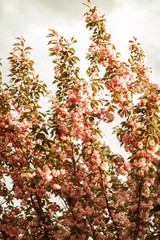 Beautiful bloom, spring, Sakura, weekends