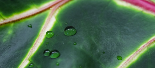 Abstract green background. Macro Croton plant leaf with water drops. Natural backdrop © OLAYOLA