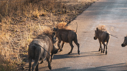 Warthog family in Kruger national park south africa