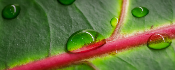 Abstract green background. Macro Croton plant leaf with water drops. Natural backdrop © OLAYOLA