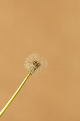 photo of dandelions in early spring, decoration