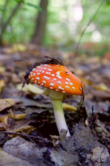Amanita muscaria, commonly known as the fly agaric or fly amanita.