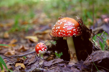 Mushroom family of Amanita muscaria, commonly known as the fly agaric or fly amanita.