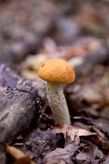 Single red boletus mushroom in the wild. Red boletus mushroom grows on the forest floor at autumn season..