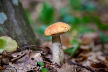 Single red boletus mushroom in the wild. Red boletus mushroom grows on the forest floor at autumn season..