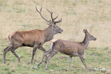 Naklejka na ściany i meble Red deer male and female in the highlands (Cervus elaphus)