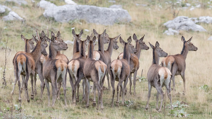 Naklejka na ściany i meble Herd of Red deer females in mountain region (Cervus elaphus)