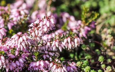 Fototapeta premium Pink Erica carnea flowers (winter Heath) in the garden in early spring