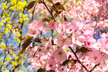 pink cherry blossoms