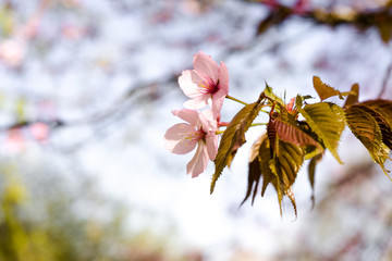 pink cherry blossoms