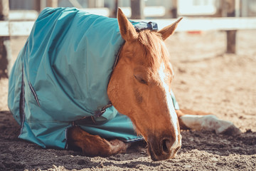portrait of gelding horse in halter and blanket sleeping in paddock in daytime - obrazy, fototapety, plakaty
