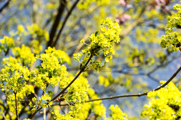 yellow blossoms