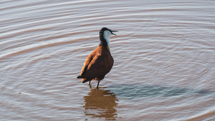 wild duck in water